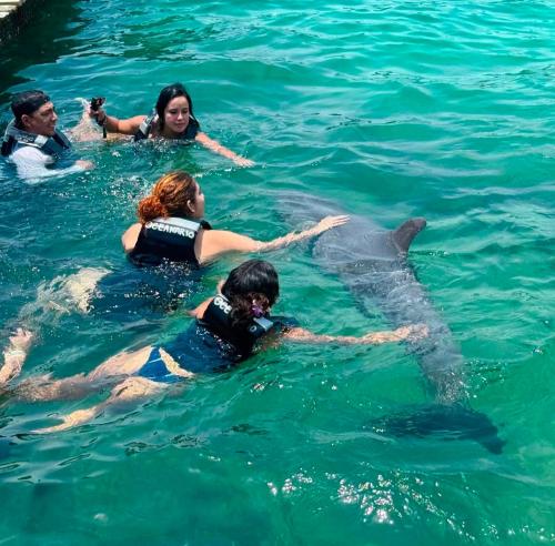 a group of people in the water with a dolphin at Brisas del Mar Barú in Playa Blanca