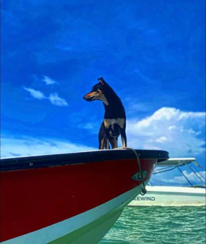 a dog sitting on the top of a boat at Brisas del Mar Barú in Playa Blanca