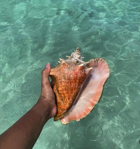 a person holding a shell in the water at Brisas del Mar Barú in Playa Blanca