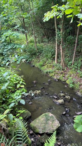 a stream of water with rocks in a forest at Glamping Hive by Stream 