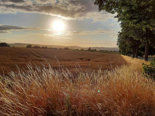 a field of tall grass with the sun in the sky at Ferienwohnung Auf gut Glück, Lautenthal, Harz in Langelsheim