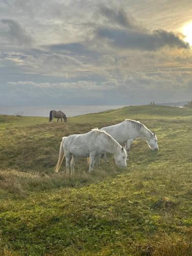 two white horses grazing in a grassy field at Villa 16 in Kivik