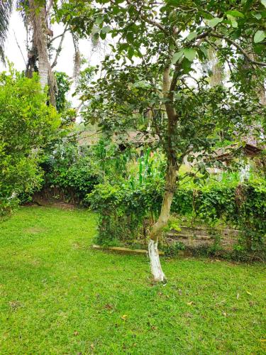 a tree in the grass in a yard at Juquitiba Chácara Recanto dos Magos Chalé Piscina Fogão a Lenha Churrasqueira in Juquitiba