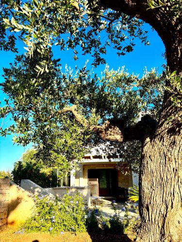 a large tree in front of a house at Iannuzzi Casa Vacanze in Locorotondo