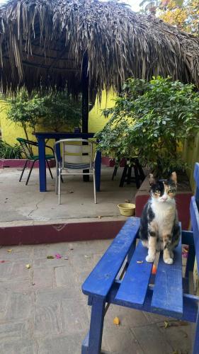 Domácí mazlíčci ubytovaní s hosty v ubytování Shalom Backpacker Hostel
