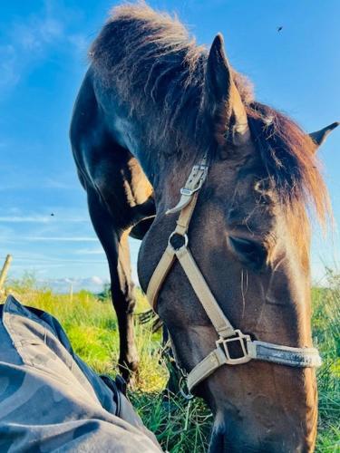 a brown horse standing in a field of grass at Welcome to the pod in Balnacart