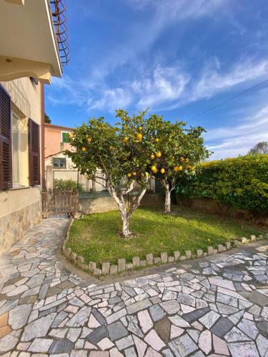 an orange tree in a yard next to a house at Marine Residence in Albisola Superiore