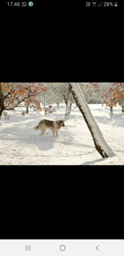 a dog walking in the snow next to a tree at Chora affittacamere in Morcone