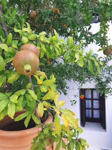 a plant in a pot with a pomegranate tree at New Haroula in Fira