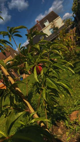 a plant with green leaves in front of a house at Tubize in Tubize