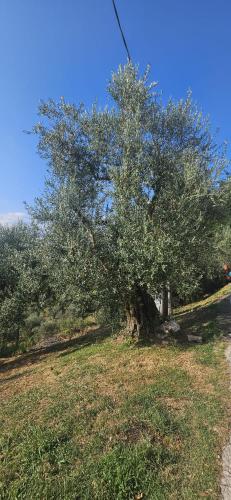 a tree in a field next to a road at Colle Bellavista in Ripi