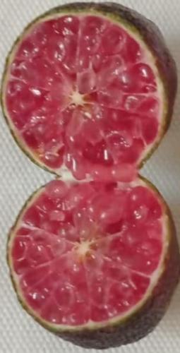two halves of a grapefruit cut in half at Azienda Agrituristica Spicchio di Sole in Bernalda