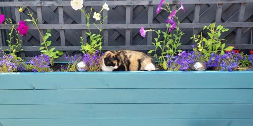 a cat sitting in a blue pot of flowers at Capella - Peaceful, comfortable, rooms - Private Shower - Free Parking - corporate, professional, contractor, trades, crew, holiday, Village Stay in Bray
