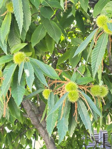 a tree with lots of durians growing on it at Il Castagno in Vasto