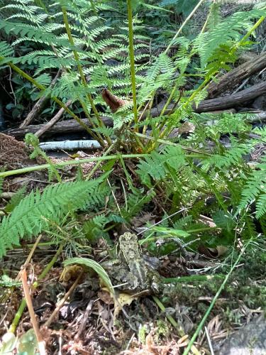 a plant with green leaves on the ground at Maringotka Waldeck in Ohrazenice