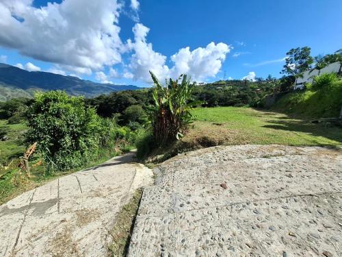 a palm tree on the side of a road at Casa de lujo wifi jacuzzi charcos parking in Barbosa
