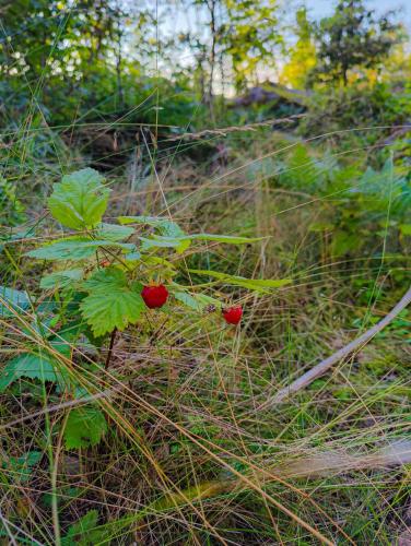 a plant with red berries on it in the grass at Roparudden in Kvicksund