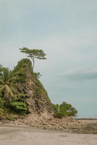 a tree on top of a rock on the beach at ESO Santa Teresa in Santa Teresa Beach