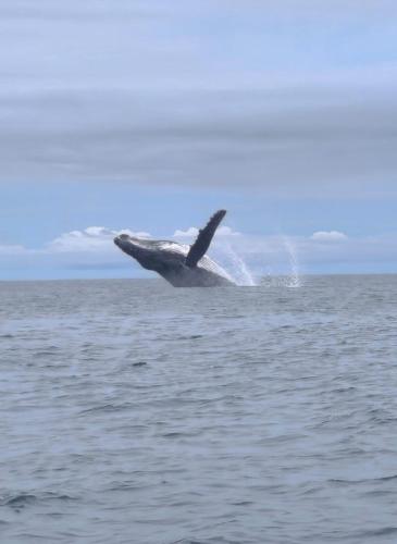 a whale is in the water in the ocean at La posada in Nuquí