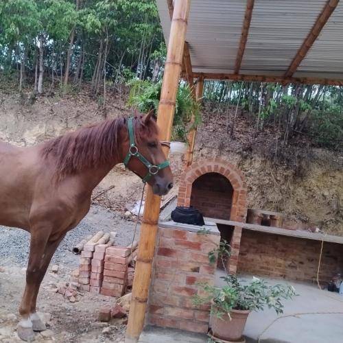 a horse standing in front of a brick oven at El Eden Glamping cabañas Girardot in Girardot