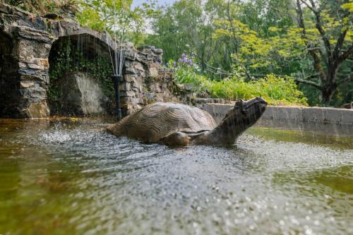 a hippopotamus laying in the water near a bridge at Villa Signor in Norwich