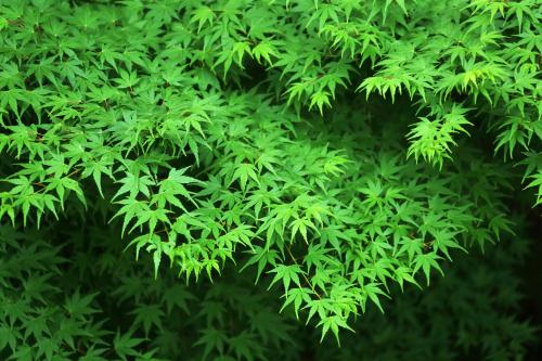a bunch of green leaves on a tree at Tsuganoki in Nikko
