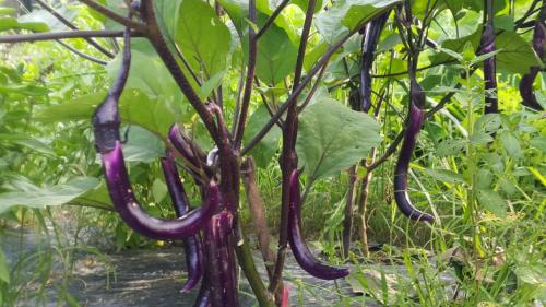 a bunch of purple vegetables hanging from a plant at 田心民宿 in Dongshan
