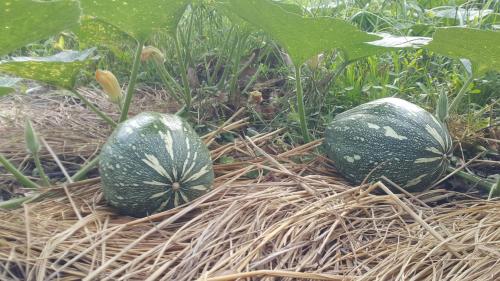 two green watermelons sitting in the grass at 田心民宿 in Dongshan