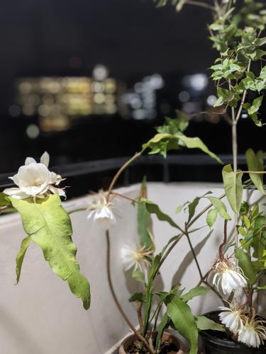 班加罗尔Room in a 3bhk的桌子上花瓶里的一组花