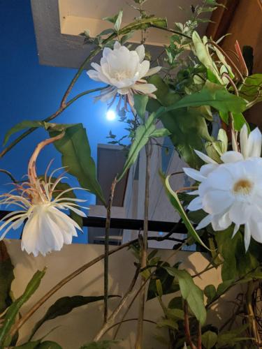 班加罗尔Room in a 3bhk的花瓶里一团白色的花