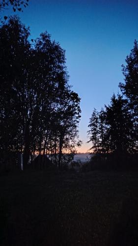 a group of trees in a field at sunset at Bluci seksti in Seksti