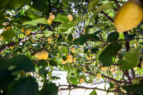 a tree filled with lots of yellow fruit at Ostello Villa Monte Mario in Rome