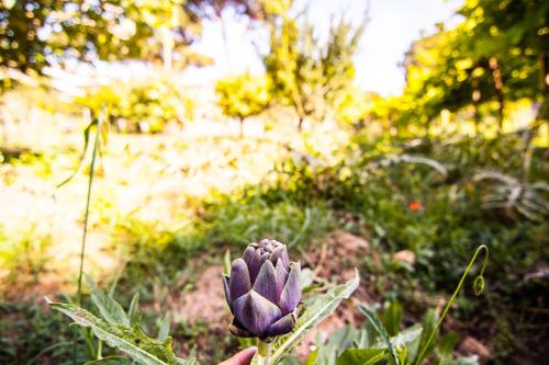 a purple flower in the middle of a field at Ostello Villa Monte Mario in Rome