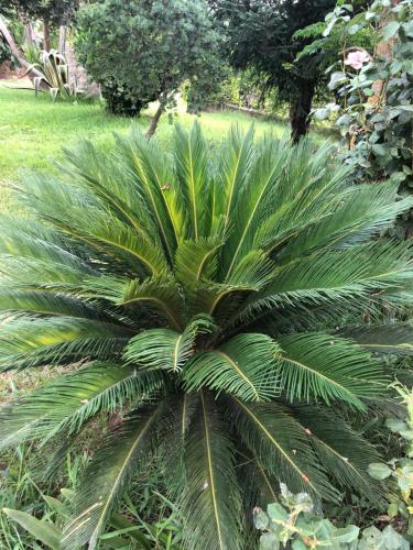 a large palm tree in a garden at Villa Cocomerara Tas24 in Calimera