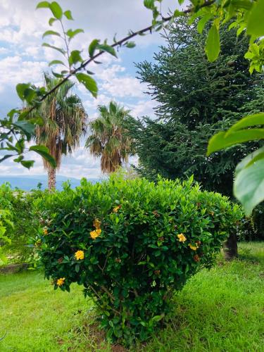 a green bush with yellow flowers in a field at Villa Cocomerara Tas24 in Calimera