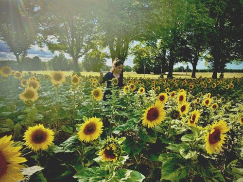 a woman standing in a field of sunflowers at Land Gut Berlinchen in Berlinchen