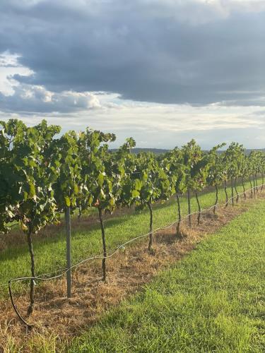 a row of grape vines in a field at Lusso Retreats - South Burnett - 2 Bedroom Retreat in Moffatdale