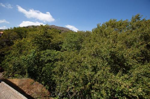 a group of trees in front of a mountain at Michalis studio in Zákros