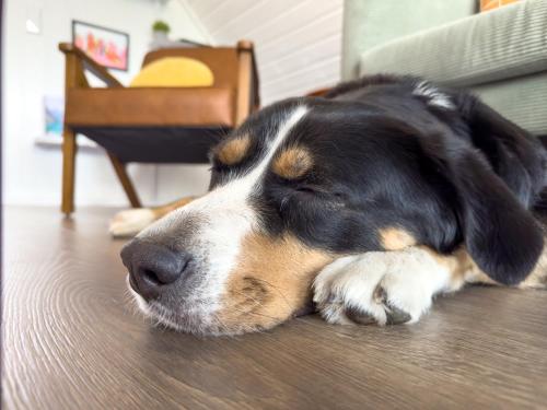 a black and white dog sleeping on the floor at Pet-Welcoming Stay with Sauna, Style & Privacy in Wandlitz