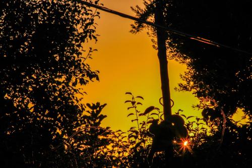 an image of the sun setting between two trees at La Casetta di Titti in Piano di Sorrento