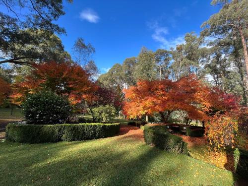 a garden with trees with red leaves and bushes at Best of Yarra Valley and Kinglake National Park 