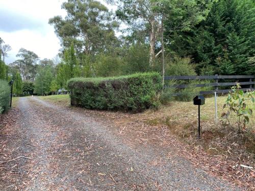 a bush on the side of a dirt road at Best of Yarra Valley and Kinglake National Park 