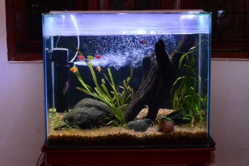 a large fishtank with a fish istg istg istgktopktopktopktopktopktop at VILLA MARINAA 6 Rooms property in Puducherry