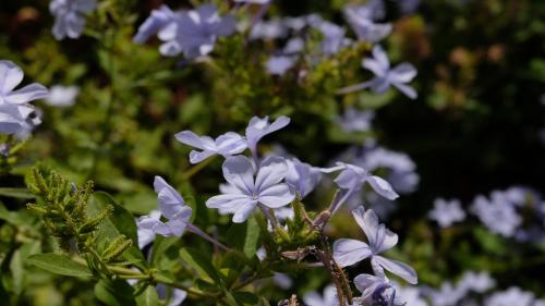 a group of blue flowers in a field at Asnouss in Marrakech