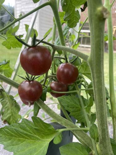 a bunch of red tomatoes growing on a plant at Solsta Towers in Asarum