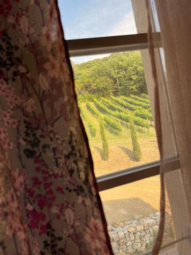 a window with a view of a vineyard through a curtain at Agriturismo Tenuta il Molino in Gabbro