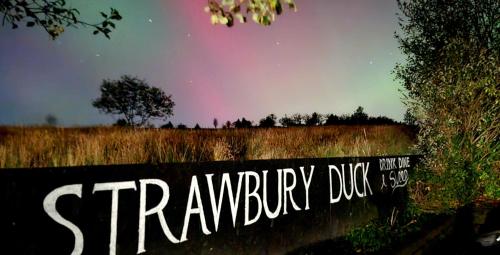 a sign with the words therapy dog in a field at The Strawbury Duck Inn in Darwen