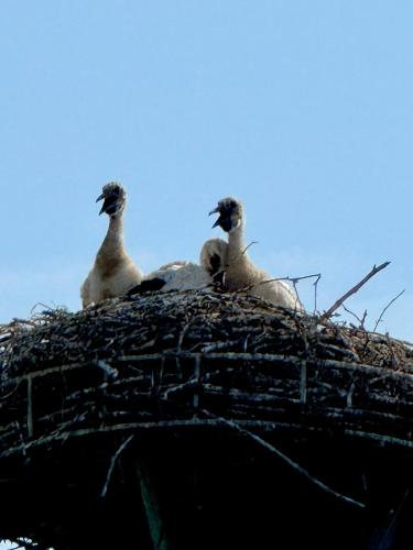 a group of three birds sitting in a nest at Gina's Landhaus in Eberau