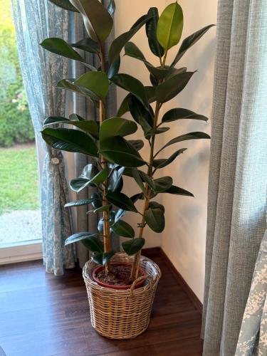 a plant in a basket sitting next to a window at WM GEDER Ferienwohnungen Werner in Lebring