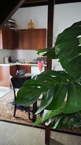 a green plant in a living room with a kitchen at Kozakos Luxury House in Pano Lefkara